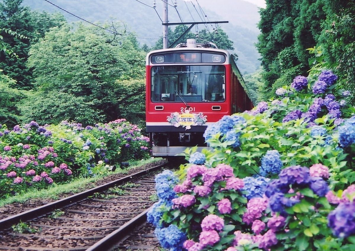 箱根あじさい電車のご紹介。