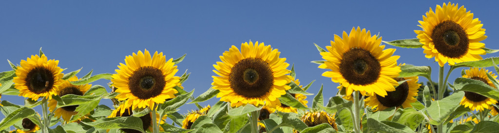 main_sunflower