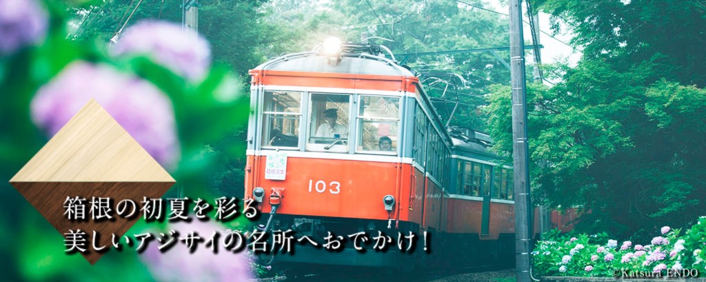箱根の初夏を彩る アジサイの名所へおでかけ！