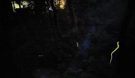 Fireflies2015_5