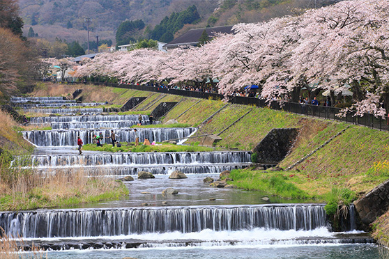 桜の幻想的な舞い ― 宮城野早川堤の桜