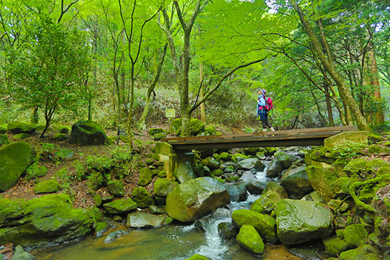 新緑の箱根― 5月のハイキングで自然を満喫しよう