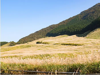 Sengokuhara Pampas Grass Field