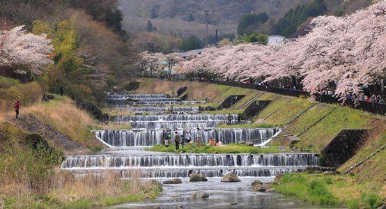 宮城野さくら祭