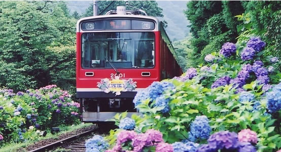 登山鉄道のあじさい電車