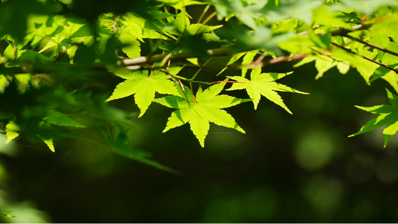 箱根の自然
