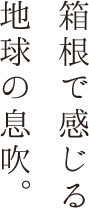 御神木に包まれる朝の静かな参拝