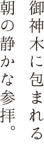 御神木に包まれる朝の静かな参拝