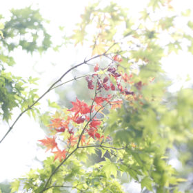 #No.13 #箱根彫刻の森美術館 #紅葉 #小さい秋