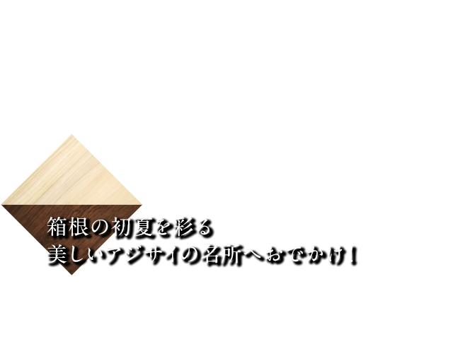 箱根の初夏を彩る美しいアジサイの名所へお出かけ！