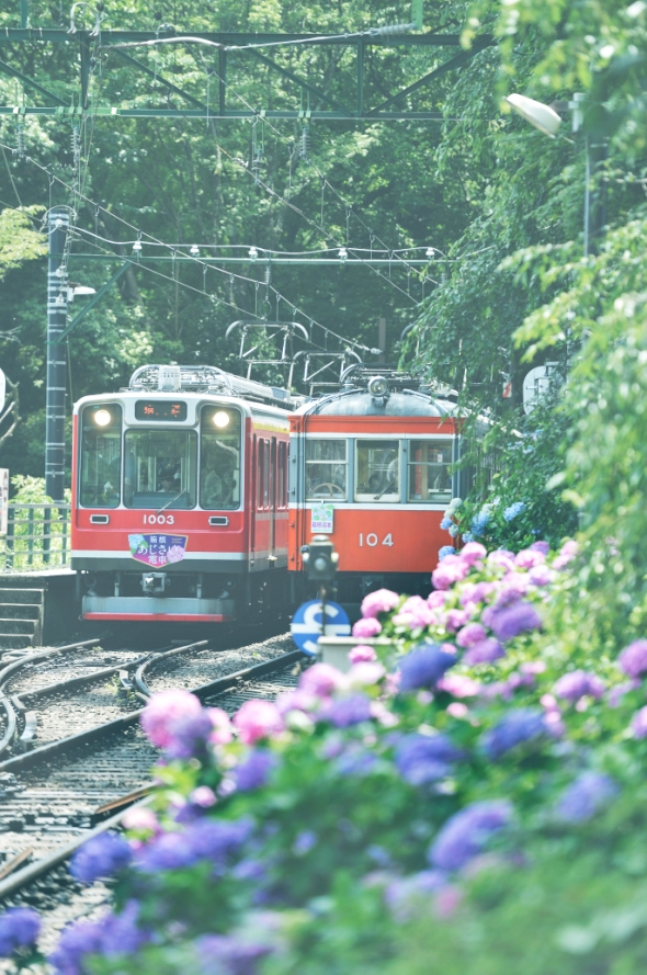 アジサイを堪能できる、名物「あじさい電車」