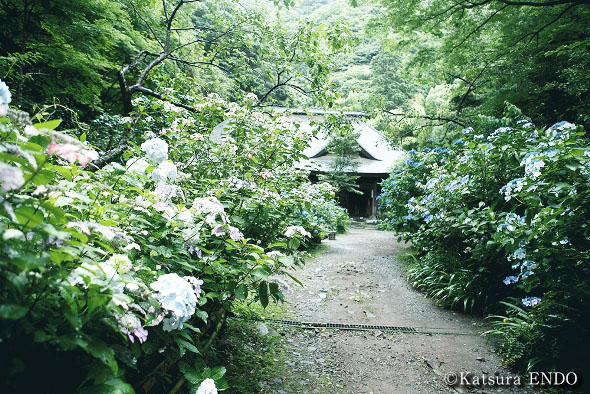 アジサイが咲き誇る、阿弥陀寺へ