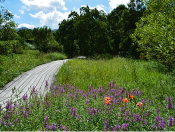 箱根湿生花園