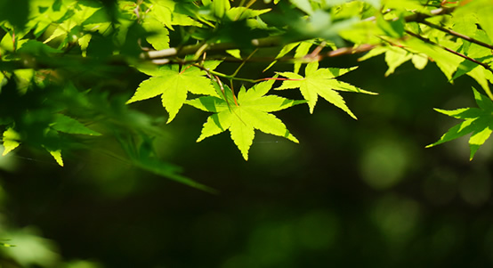 箱根の自然